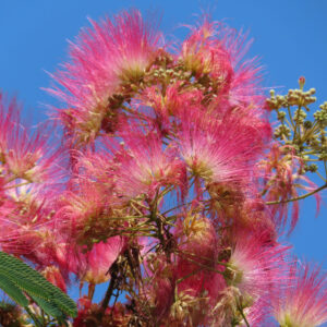 ネムノキの花が密集して咲く様子を真下から見上げた写真