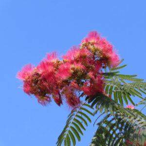 青空に映えるネムノキのピンクの花房のアップ写真