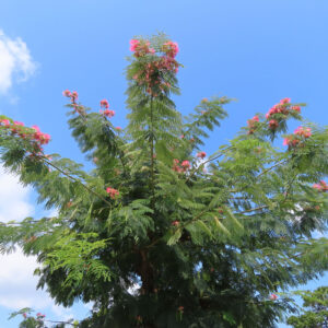 ネムノキの全体像と満開の花が広がる夏空の風景写真