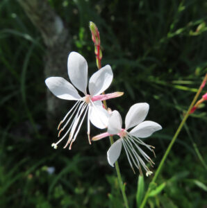 細長い茎に咲くガウラの白花が風に揺れる写真