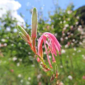 咲き始めのピンク色のガウラの花とつぼみの写真