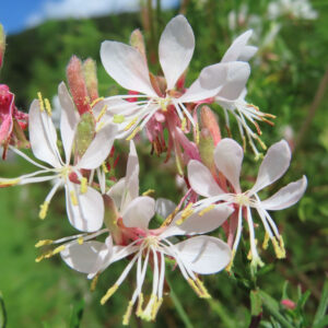 複数のガウラの花が密集して咲いている鮮やかな写真