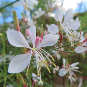 淡いピンクと白が美しいガウラの花のクローズアップ写真