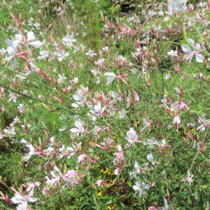 ガウラの花が野原一面に広がる風景写真