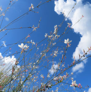 青空と雲を背景にガウラの花が伸びる自然風景写真