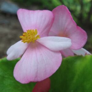 淡いピンクのベゴニアの花が緑の葉の上に咲いている様子