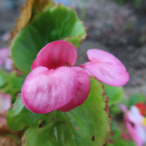花びらに光沢のあるピンクのベゴニアが複数咲いている様子