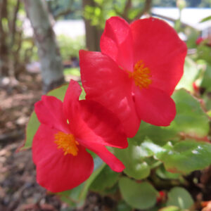 赤いベゴニアの花が2輪並んで咲く、日陰の庭先の様子
