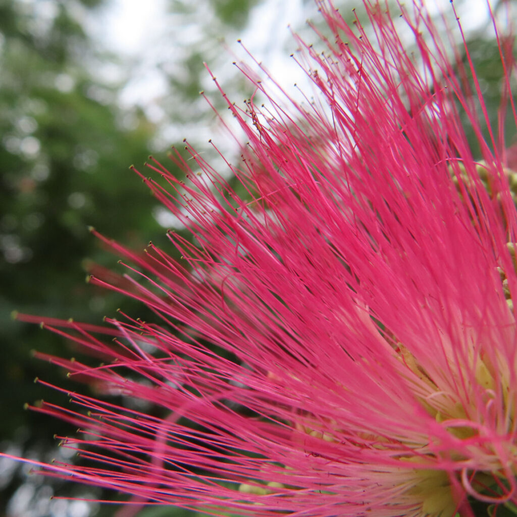 ネムノキの鮮やかなピンクの花糸を接写した無料写真