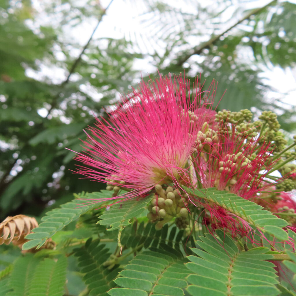 蕾と咲き始めのネムノキの花を収めた高画質無料写真