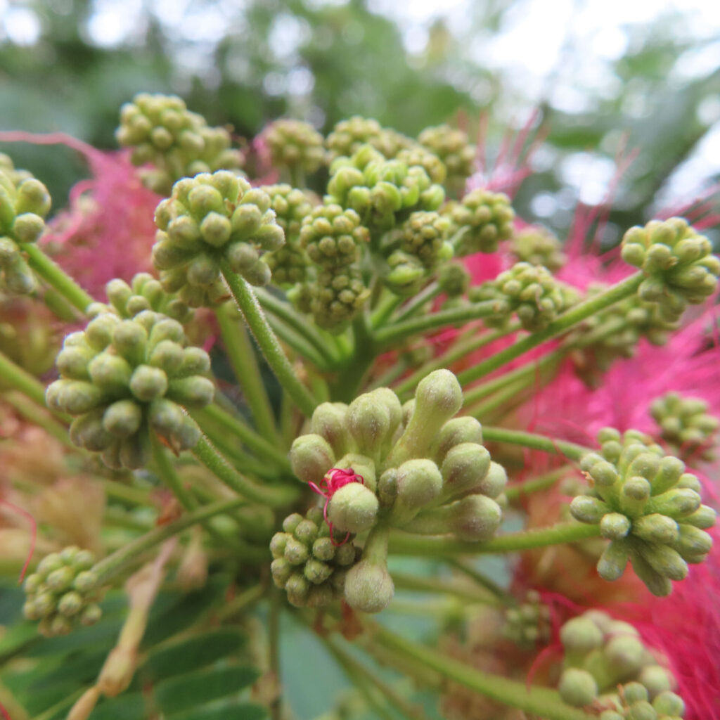 葉の間から咲くネムノキのピンクの花を捉えた無料写真