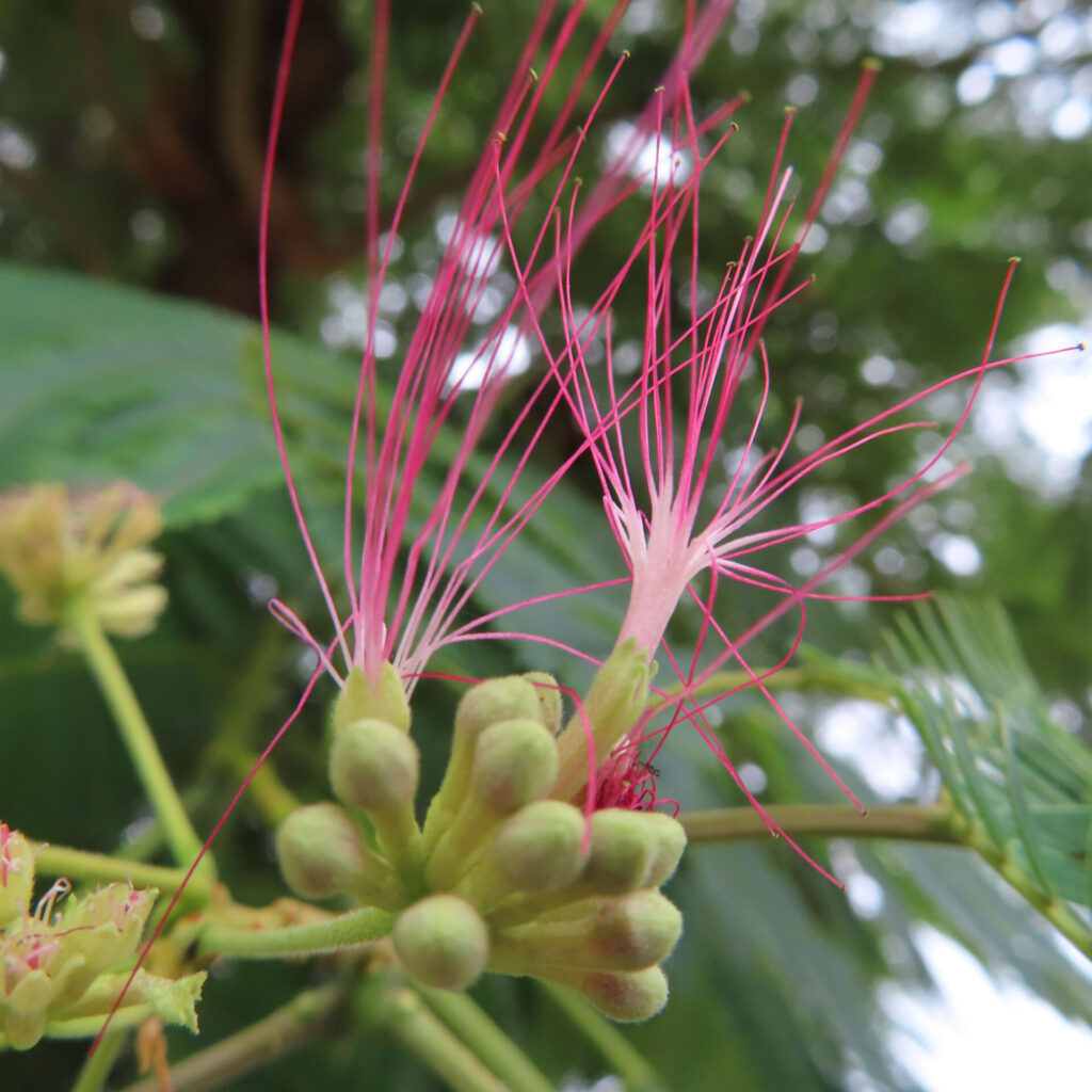 繊細な糸状の花を伸ばすネムノキの開花直後の無料写真