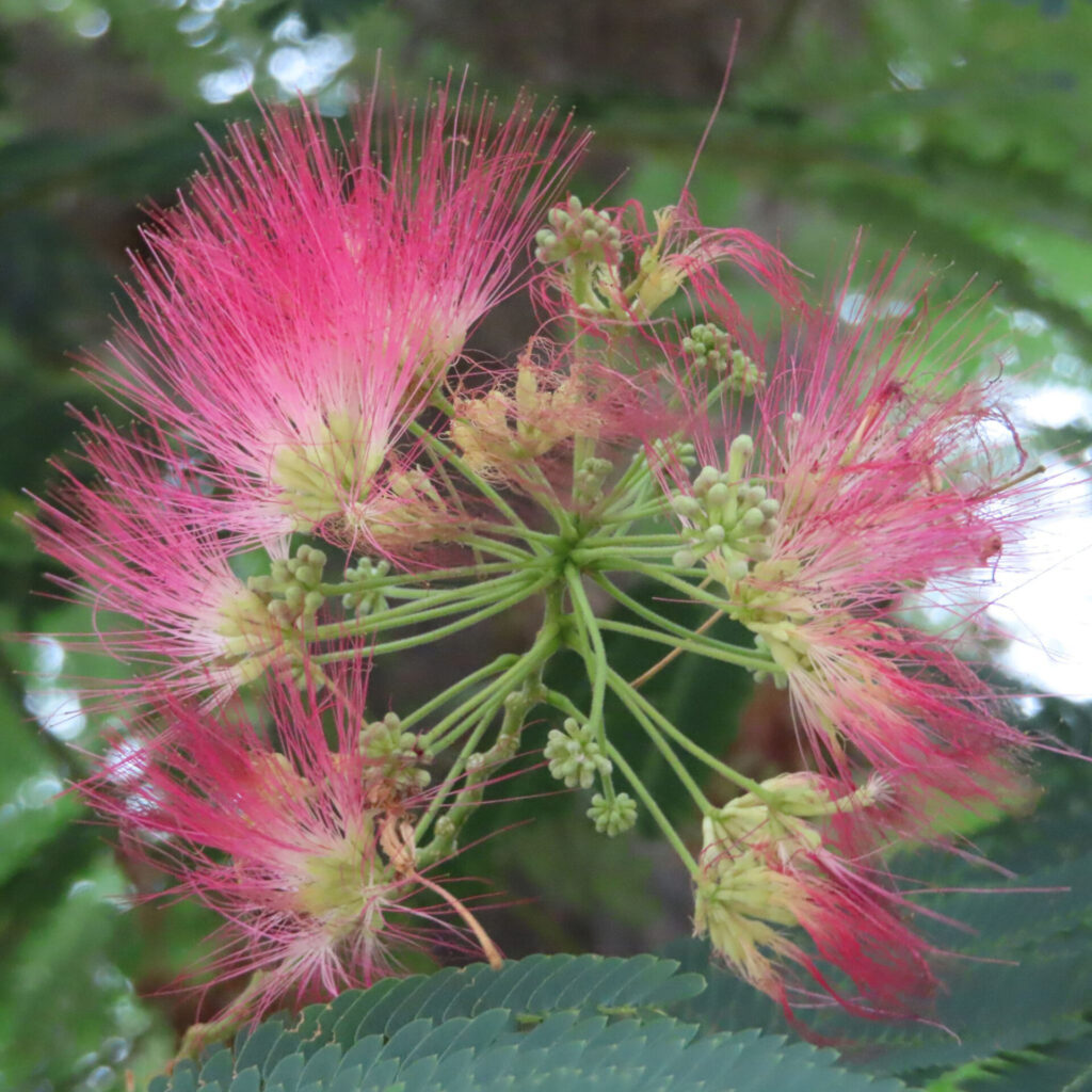 ふわふわと広がるネムノキの花房を接写した無料写真
