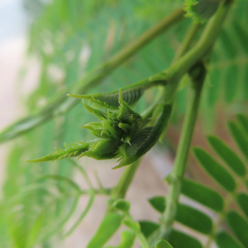 若葉が芽吹くネムノキの新芽を撮影した無料写真
