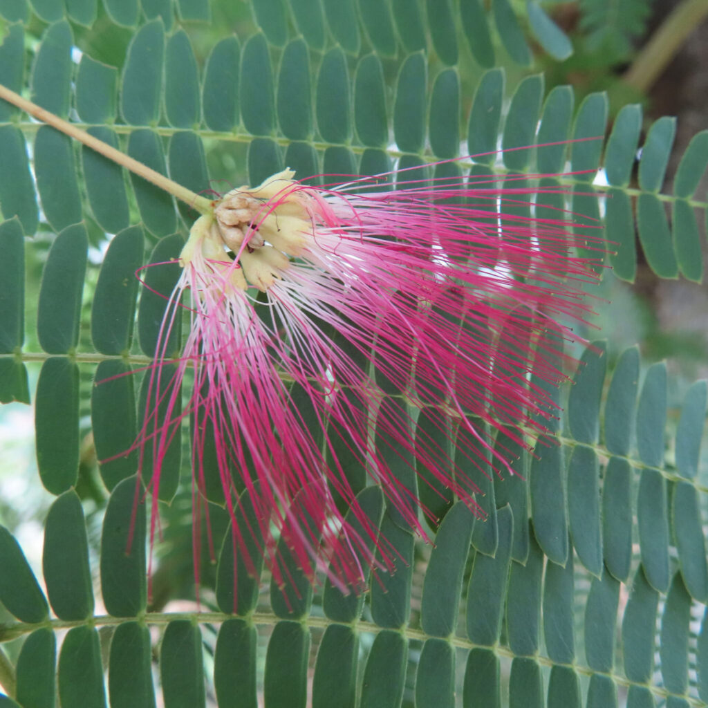 葉の上に咲くネムノキの花を接写した無料写真
