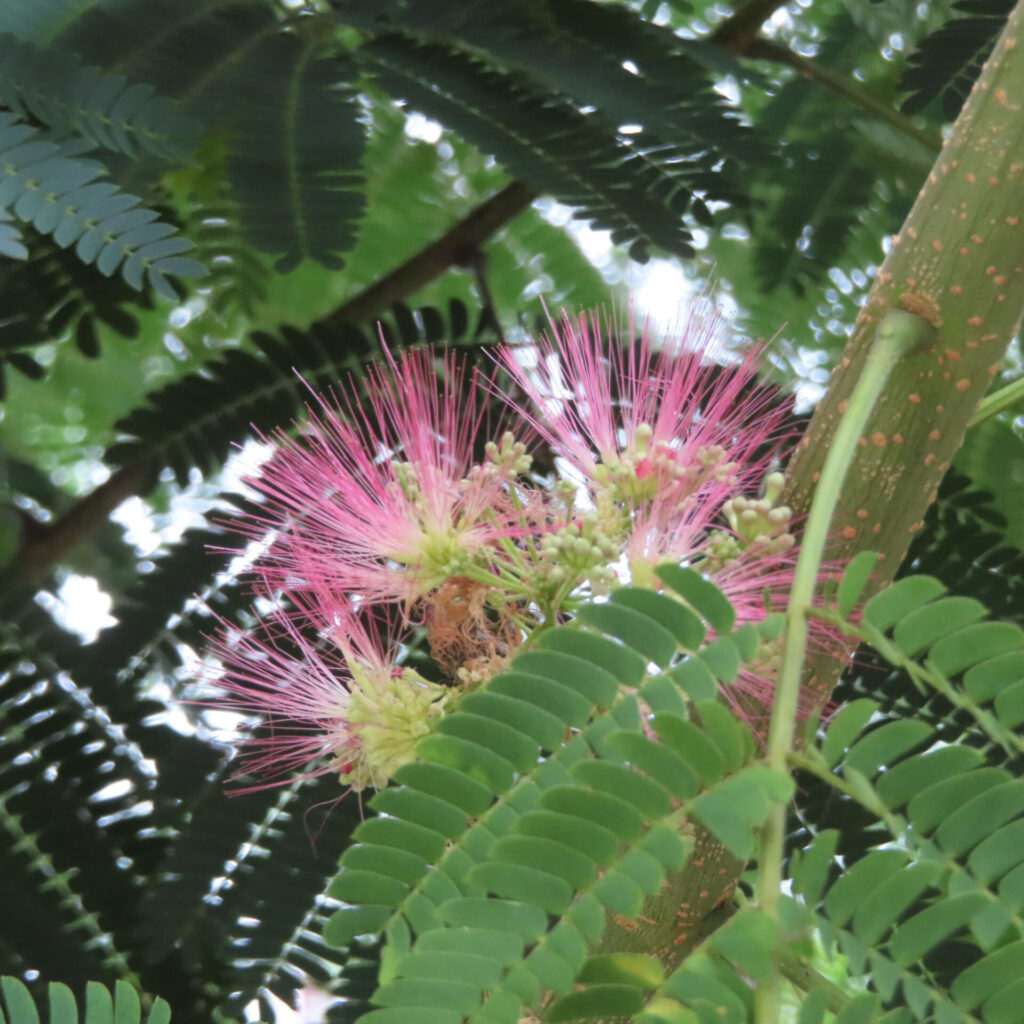 葉に包まれるように咲くネムノキの花と蕾の無料写真