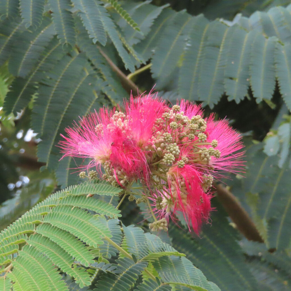 夏に満開となったネムノキの花房を鮮明に写した無料写真