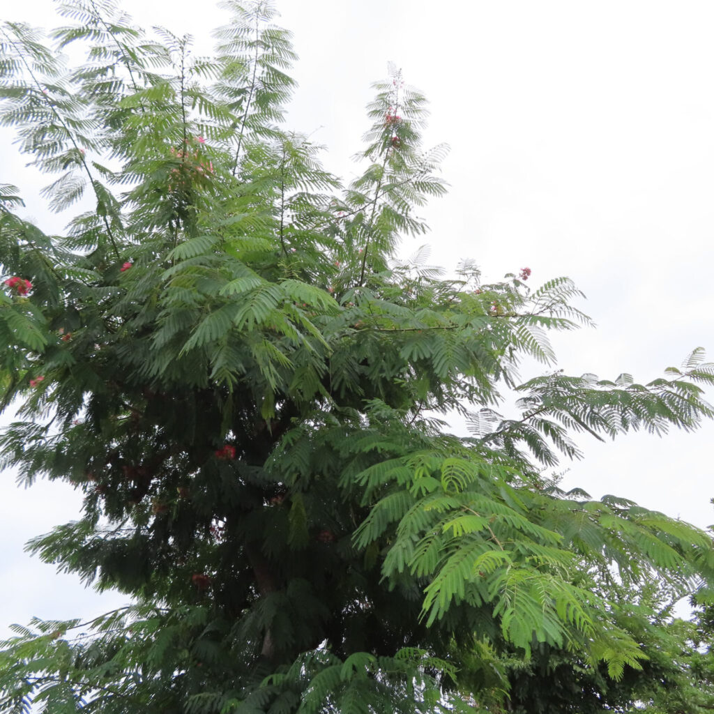 青空に映える大きなネムノキの樹姿を撮影した無料写真