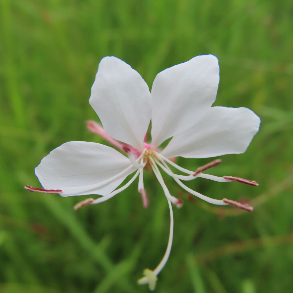 ガウラの白い花を接写した高画質無料写真|夏に咲く繊細な白い花びらと長い雄しべが美しい