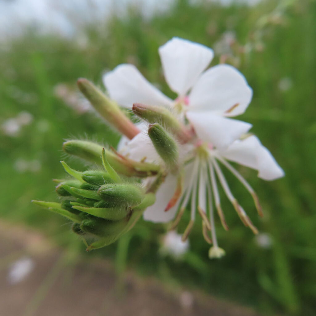 ガウラの白い花と緑の蕾を接写した高画質無料写真|開花と蕾の対比が美しい夏の野草