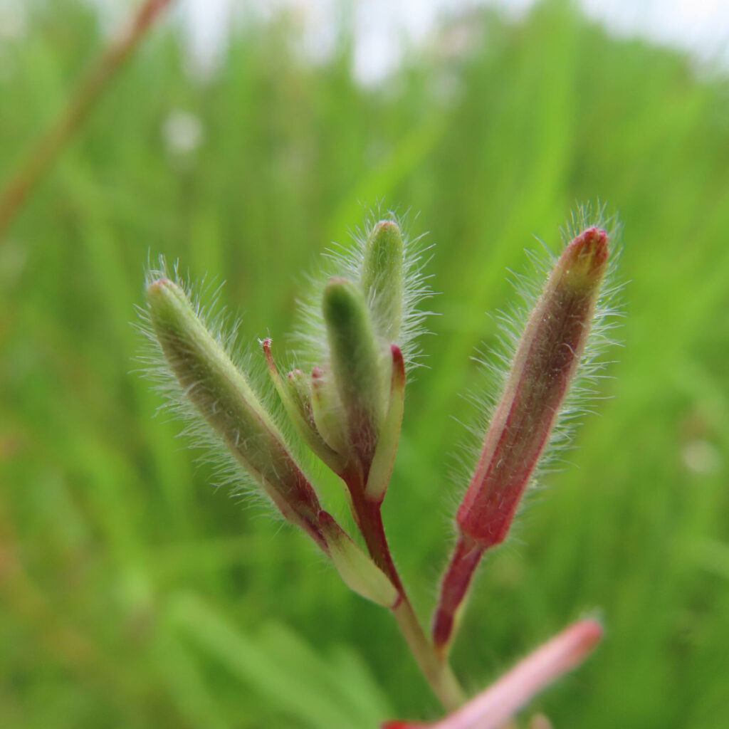 ガウラの蕾を接写した高画質無料写真|毛に覆われた緑と赤みを帯びた蕾の繊細な質感