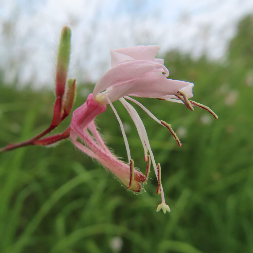 ガウラの薄ピンク色の花を横から接写した無料写真|長い雄しべと蕾が見える繊細な構図