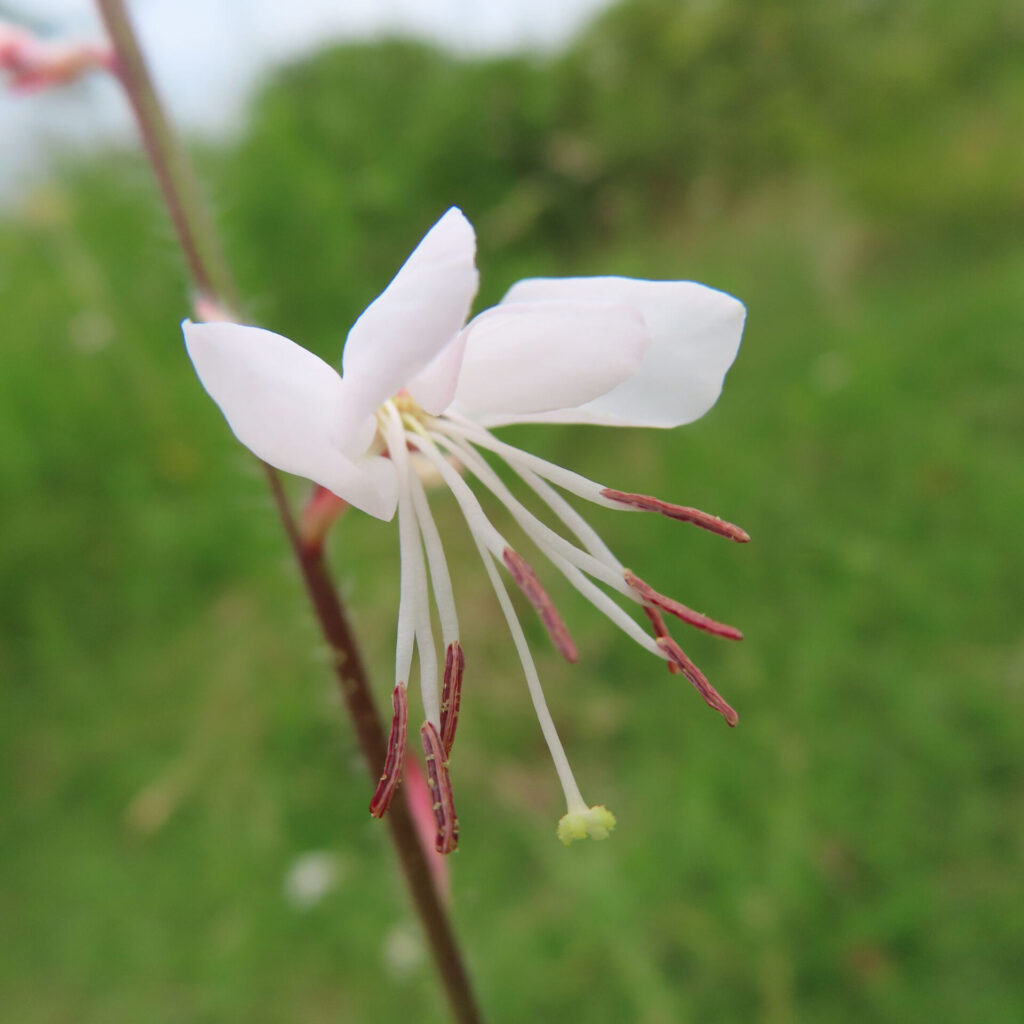 ガウラの薄桃色の花を接写した無料写真|長く伸びる雄しべと繊細な花びらが特徴的