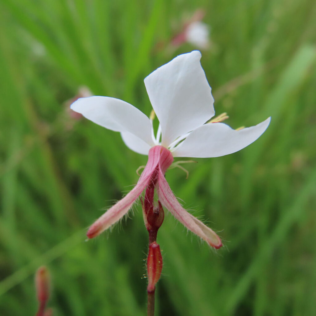 ガウラの白い花を接写した無料写真|赤い萼片と細い茎に映える純白の花びら