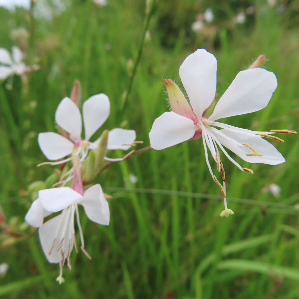 ガウラの白い花を複数捉えた無料写真|繊細な花びらと長い雄しべが風に揺れる姿