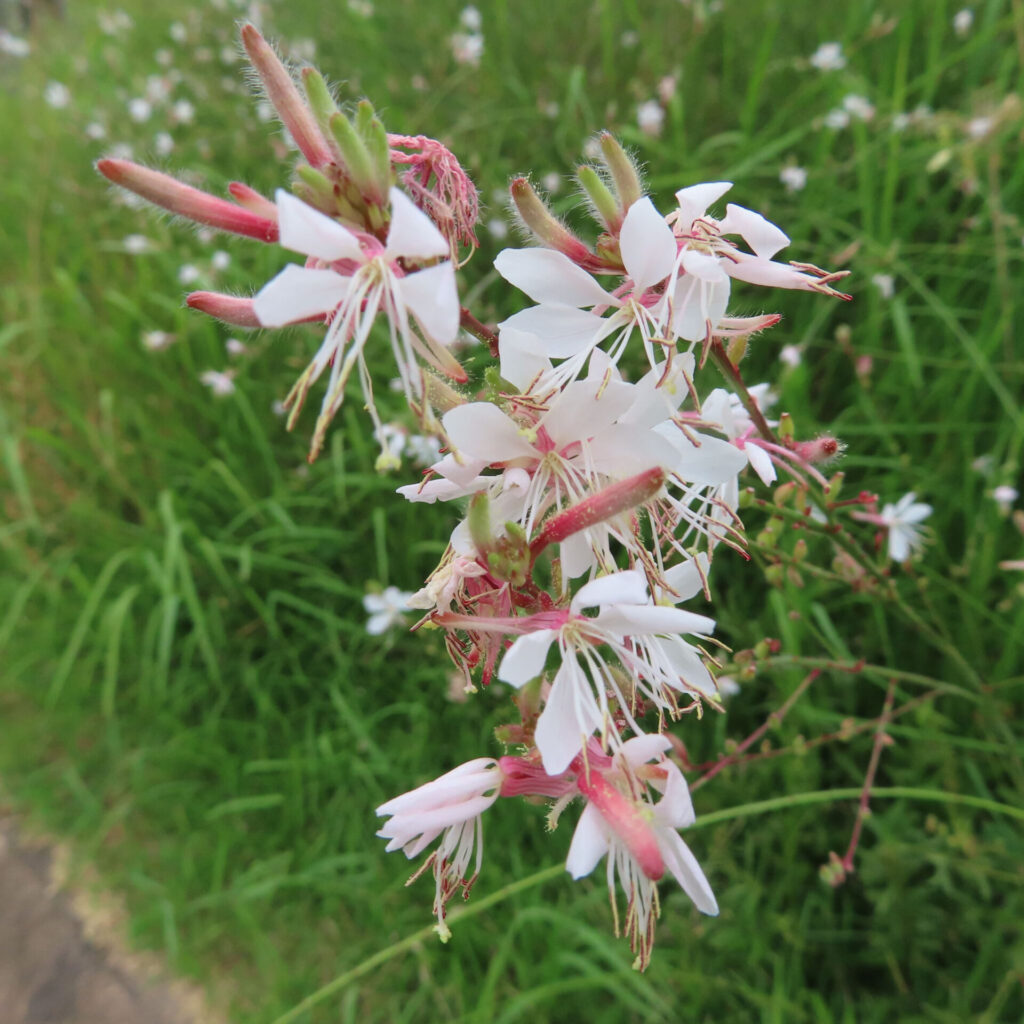 ガウラの群生する白い花を接写した無料写真|赤い茎に連なる繊細な花びらと長い雄しべ