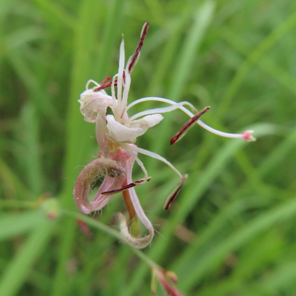 ガウラの枯れかけた花を接写した無料写真|細長い雄しべと縮れた花びらが特徴的
