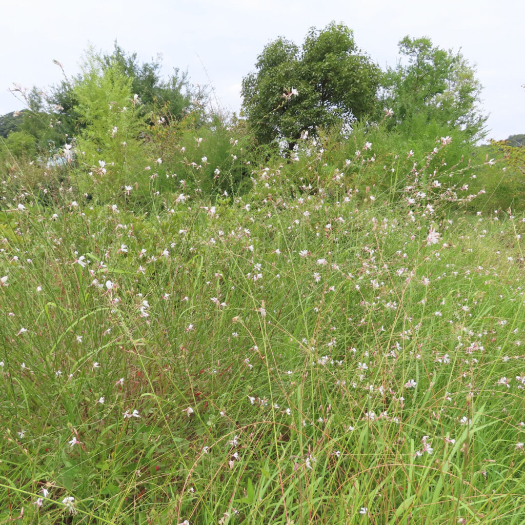 野原に群生するガウラの白い花を撮影した無料写真|細い茎に小花が点在する夏の風景