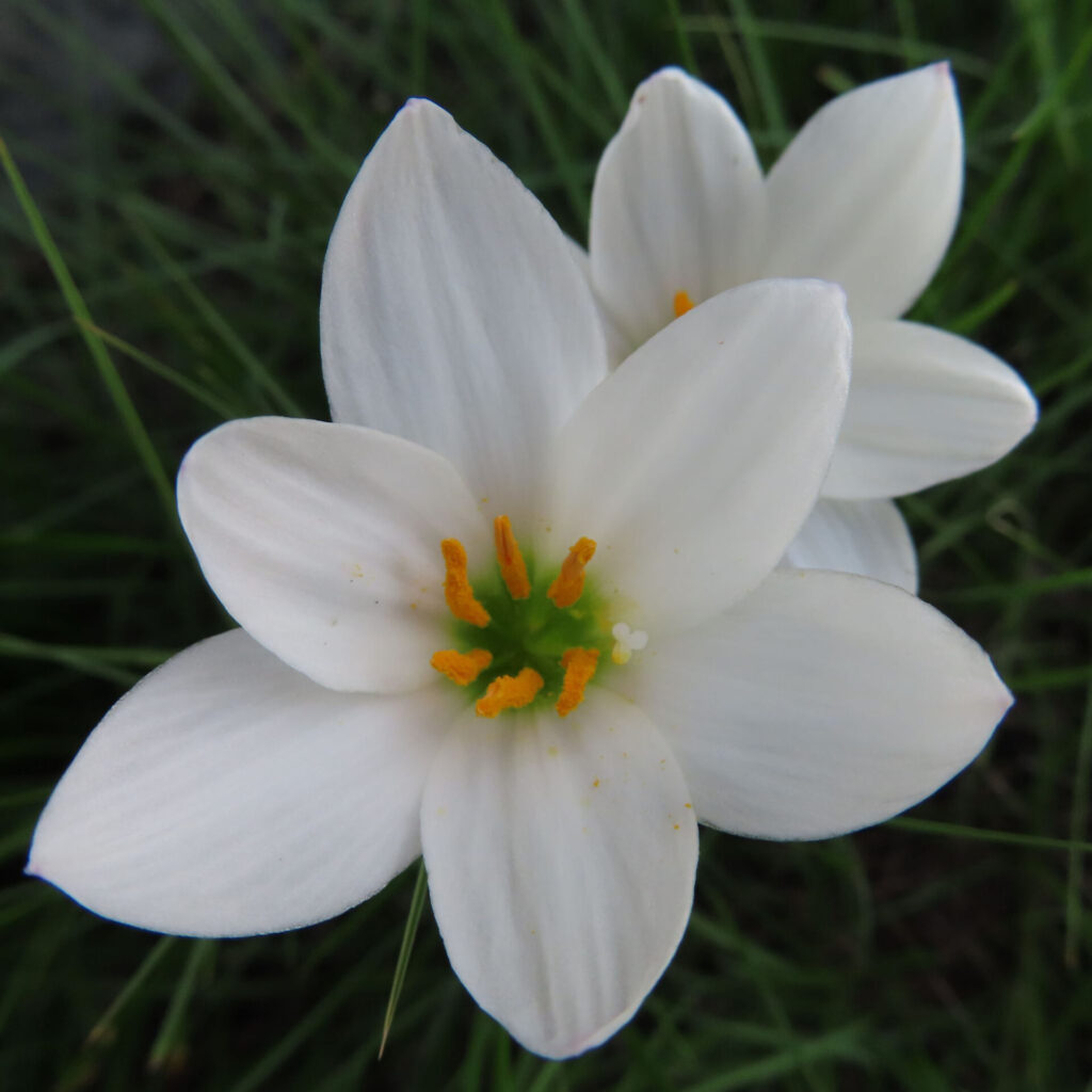 日本で秋にタマスダレが白い花を咲かせています