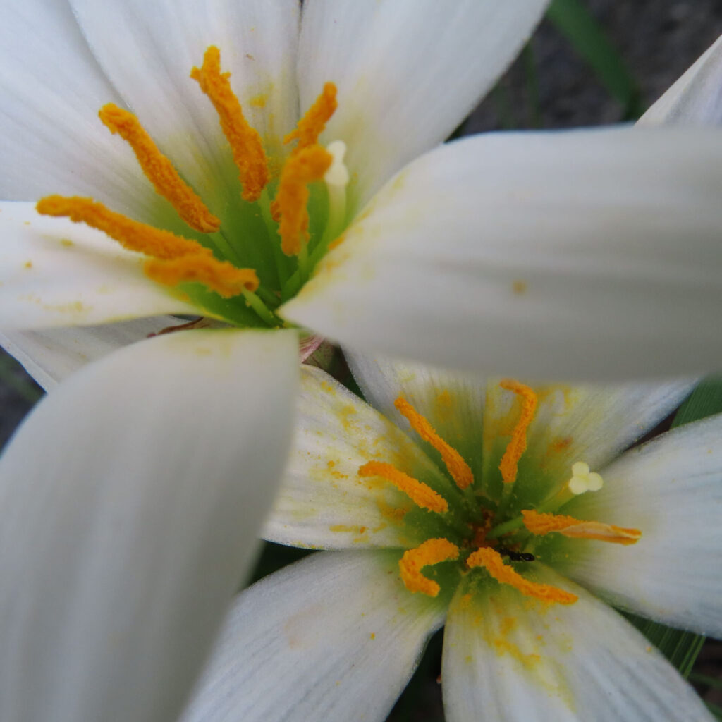 日本で秋にタマスダレが白い花を咲かせている様子のクローズアップ