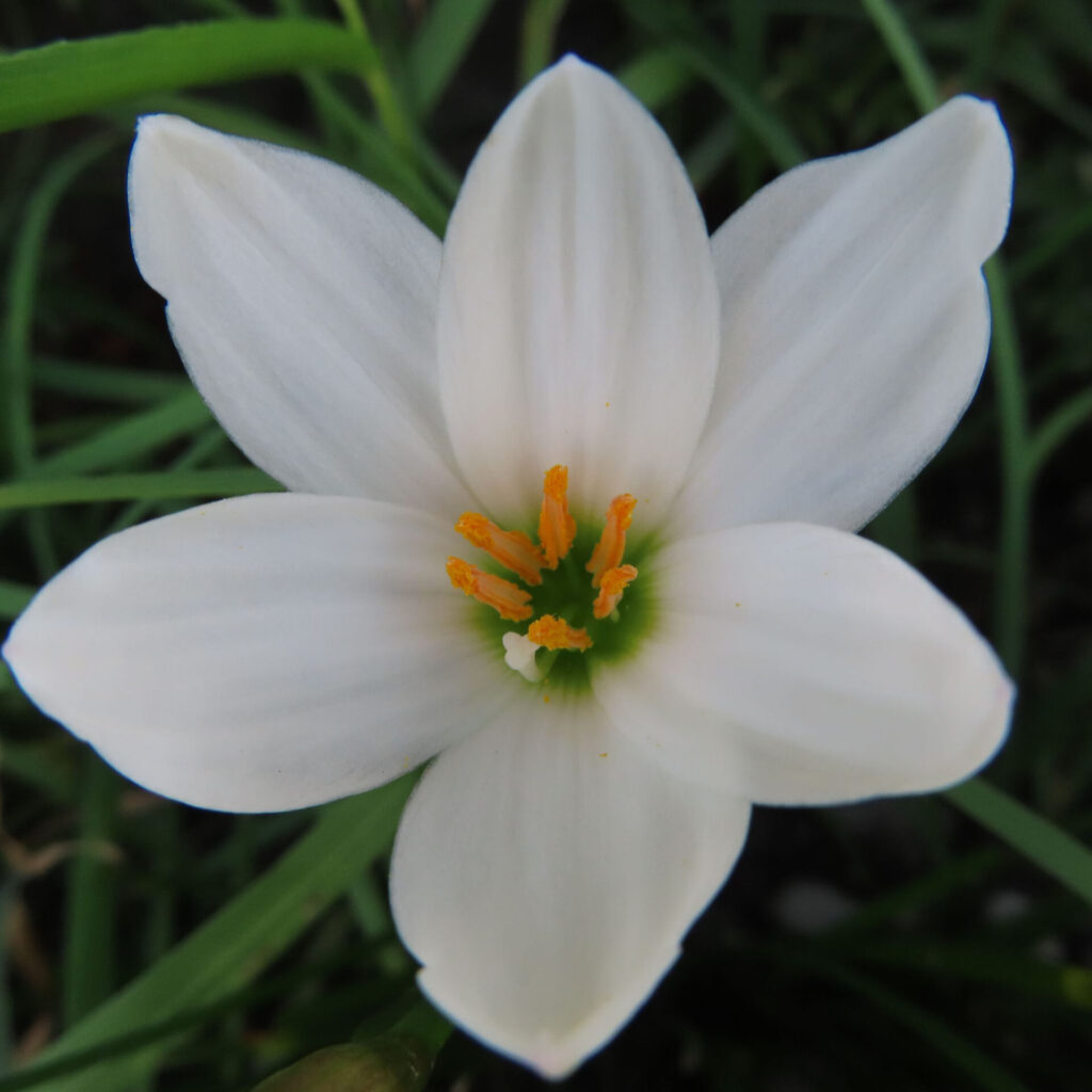 日本で秋にタマスダレが白い花を一輪咲かせています