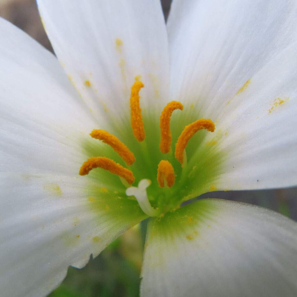 日本で秋にタマスダレの白い花を接写し、雄しべと花粉が鮮明に写っています