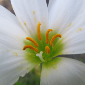 日本で秋にタマスダレの白い花を接写し、雄しべと花粉が鮮明に写っています