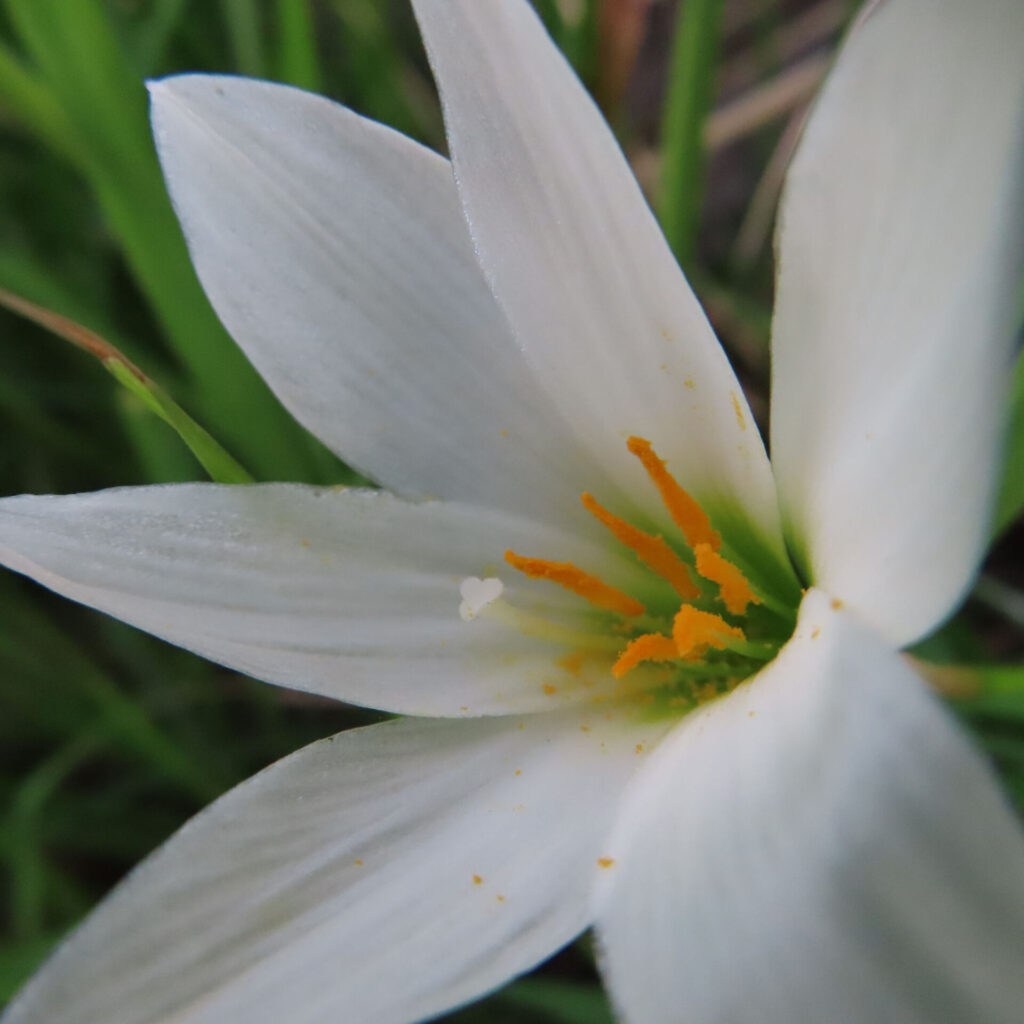 日本で秋にタマスダレが白い花を斜めから咲かせています