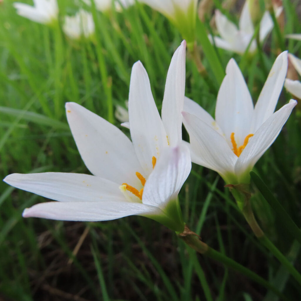 日本で秋にタマスダレが草地に群れて白い花を咲かせています