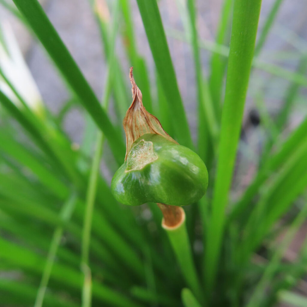 日本で秋にタマスダレの緑色の実（種子）が草の中に実っています