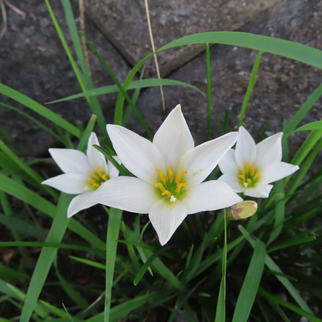 日本で秋にタマスダレが石垣のそばで白い花を三輪咲かせています