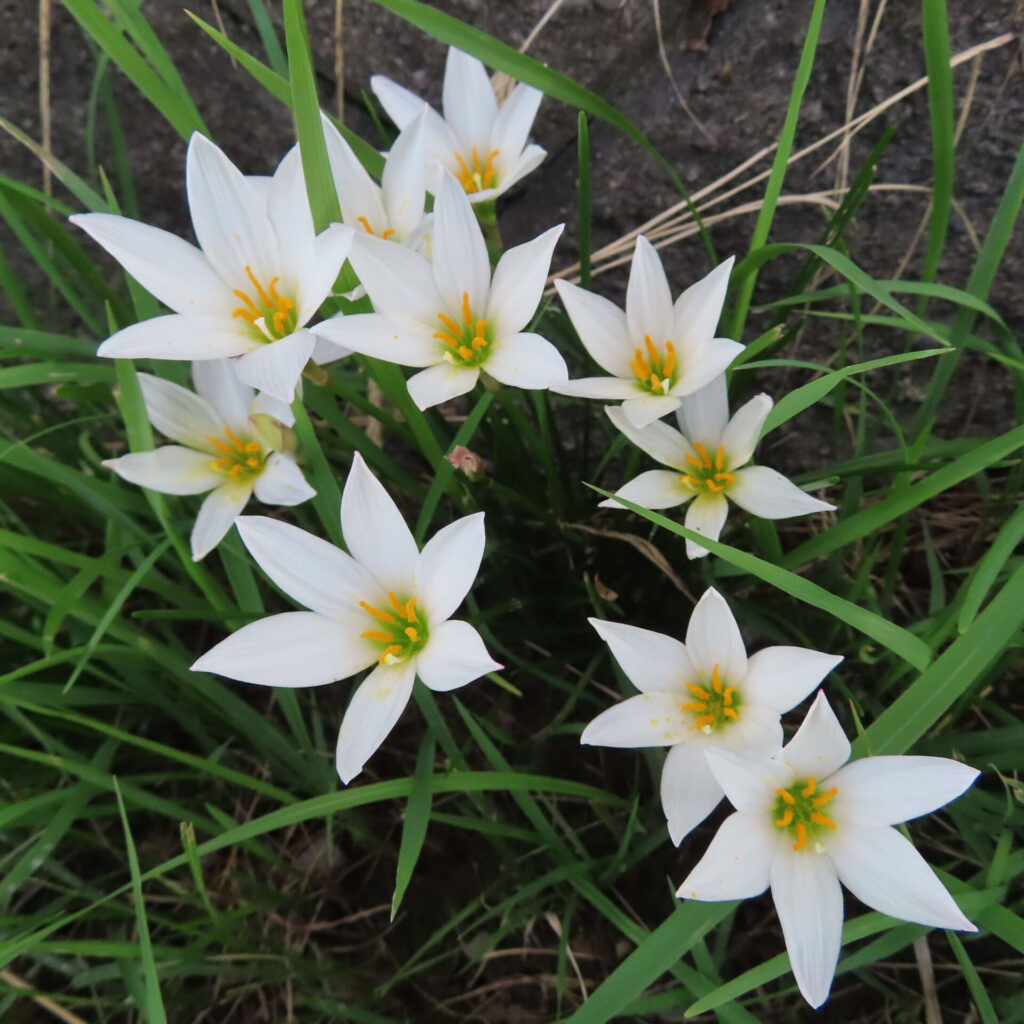 日本で秋にタマスダレが群れて白い花を咲かせています