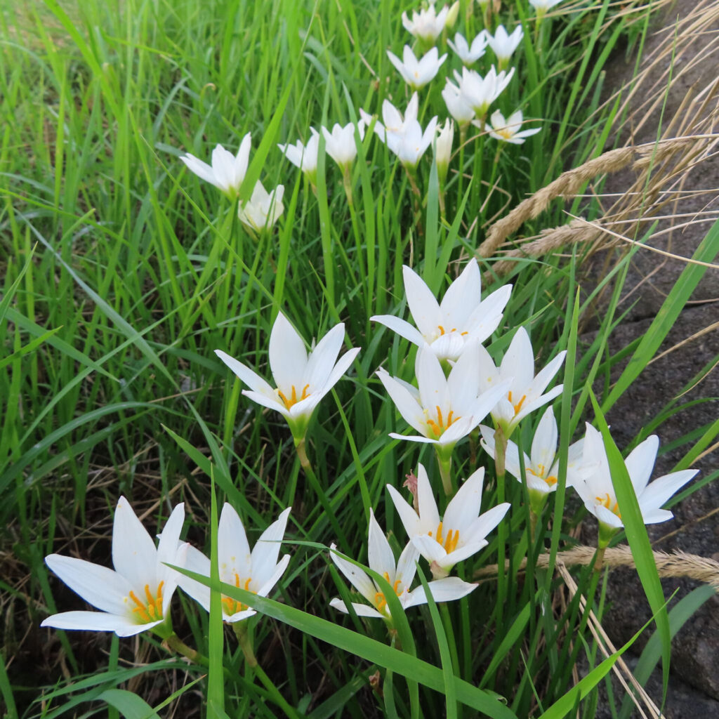 日本で秋にタマスダレが草地に群生して白い花を咲かせています