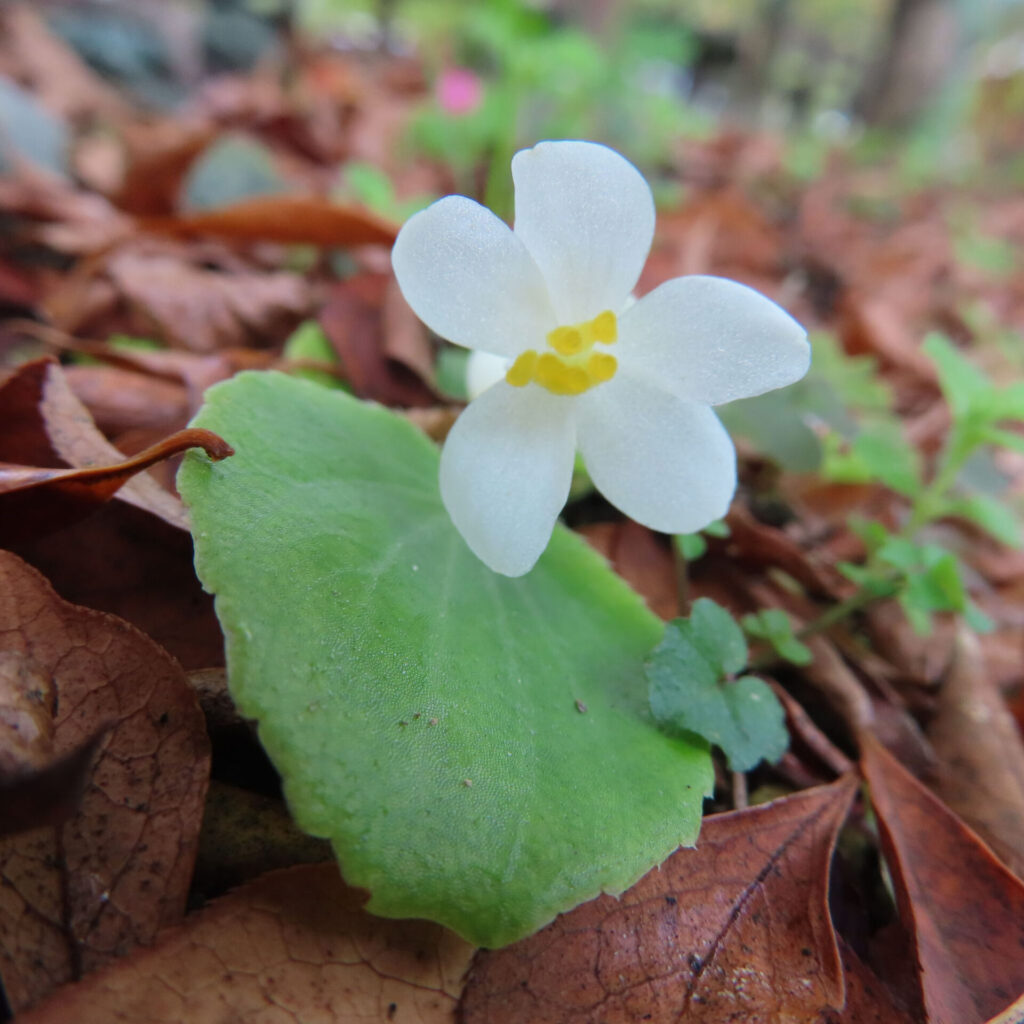 日本の秋の林の落ち葉の上に咲く白いベゴニアの花。黄の雄しべと丸い緑の葉が映えるマクロ写真