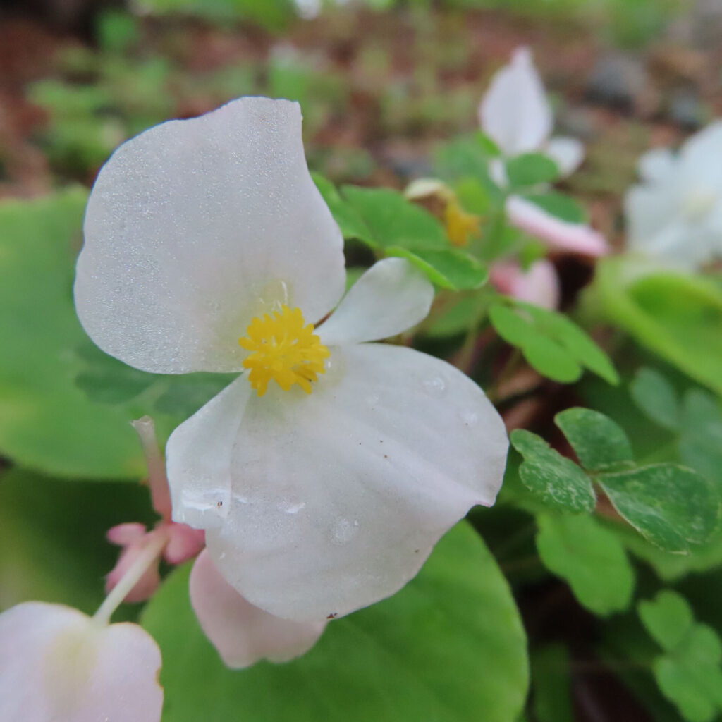 朝露に濡れた白いベゴニアの花のマクロ写真。黄色い雄しべと淡いピンクの花弁、緑の葉が美しい
