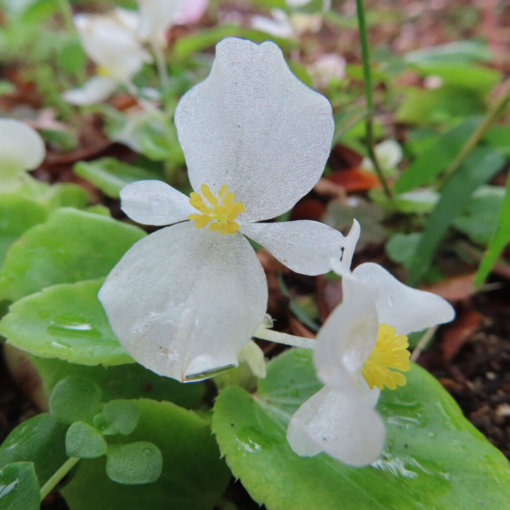 露に濡れた白いベゴニアの花のマクロ写真。黄色い雄しべと緑の葉が初夏の湿り気を感じさせる