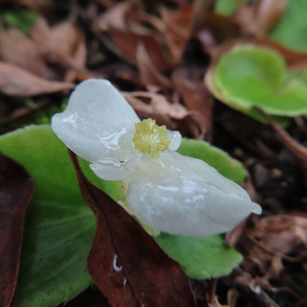 秋の落ち葉の上に咲く白いベゴニアの花。淡い黄色の雄しべと露を帯びた花弁が美しいマクロ写真