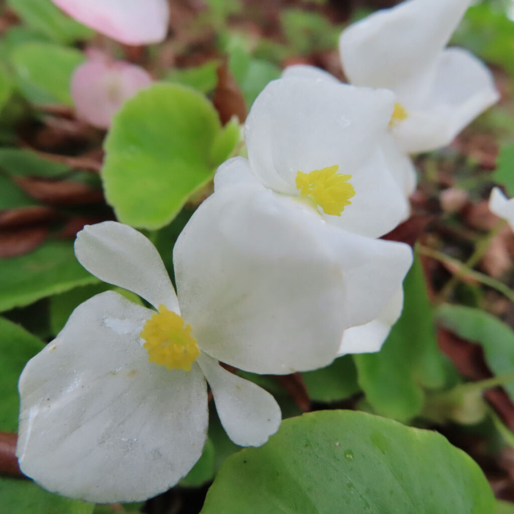 白いベゴニアの花が並んで咲くマクロ写真。黄色い雄しべと明るい緑の葉が爽やかな印象を与える