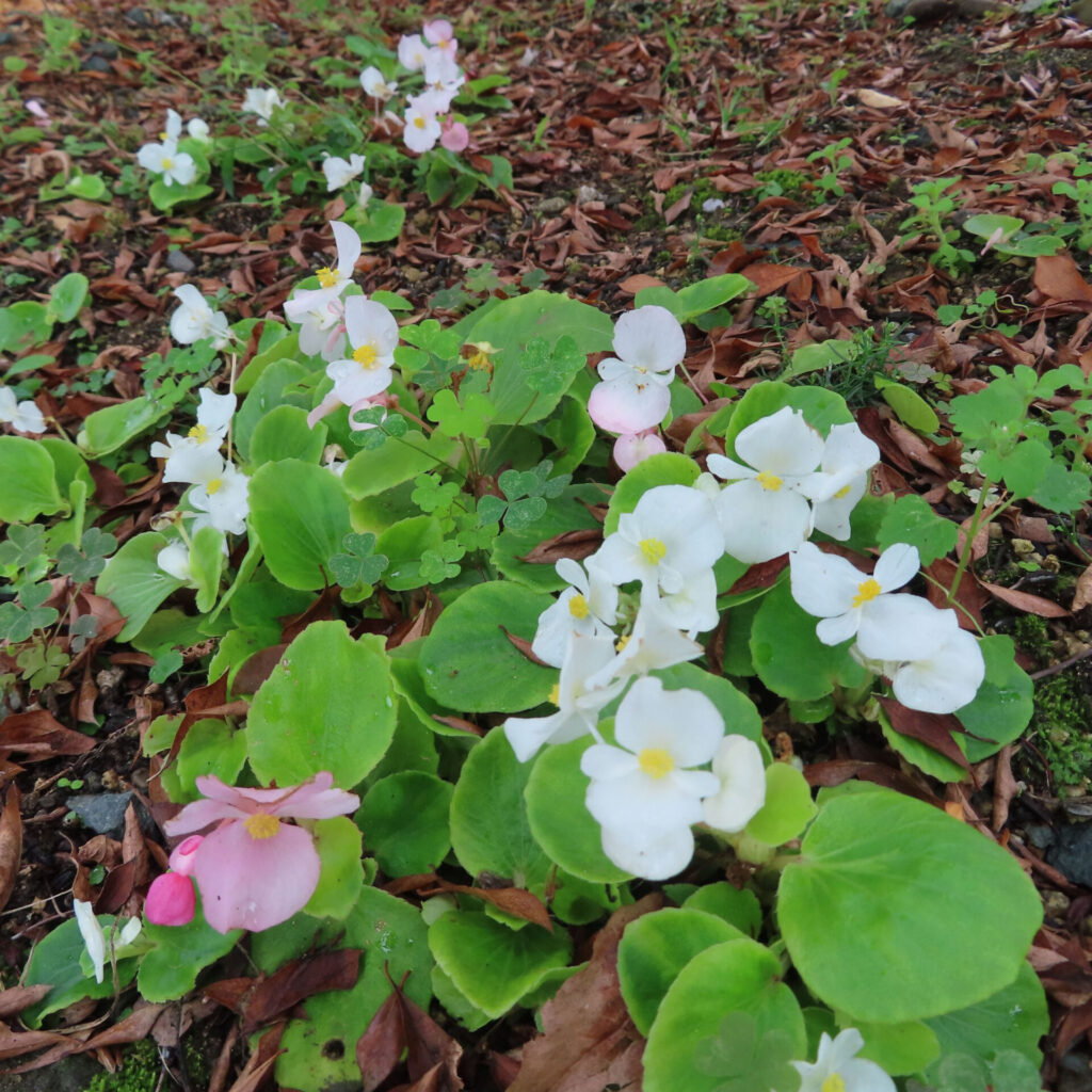 白と淡いピンクのベゴニアが群生する秋の庭。緑の葉と落ち葉のコントラストが美しい風景写真