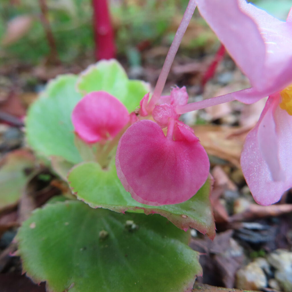 鮮やかなピンクのベゴニアの花のマクロ写真。丸みを帯びた花弁と緑の葉が柔らかな光に照らされている